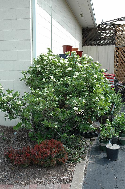 Viburnum Nudum 'winterthur' - View 21 from www redcrocus com