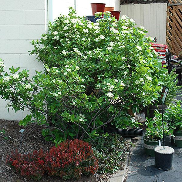 Viburnum Nudum 'winterthur' - View 24 from www redcrocus com