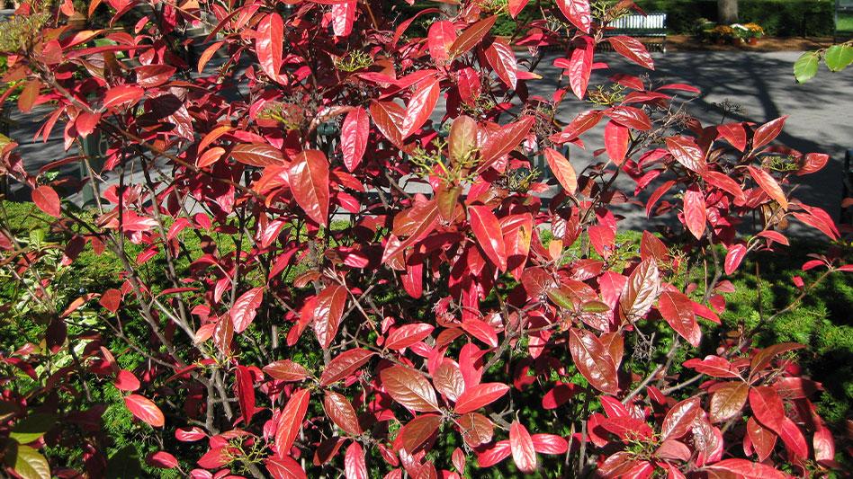 Viburnum Nudum 'winterthur' - View 25 from www redcrocus com