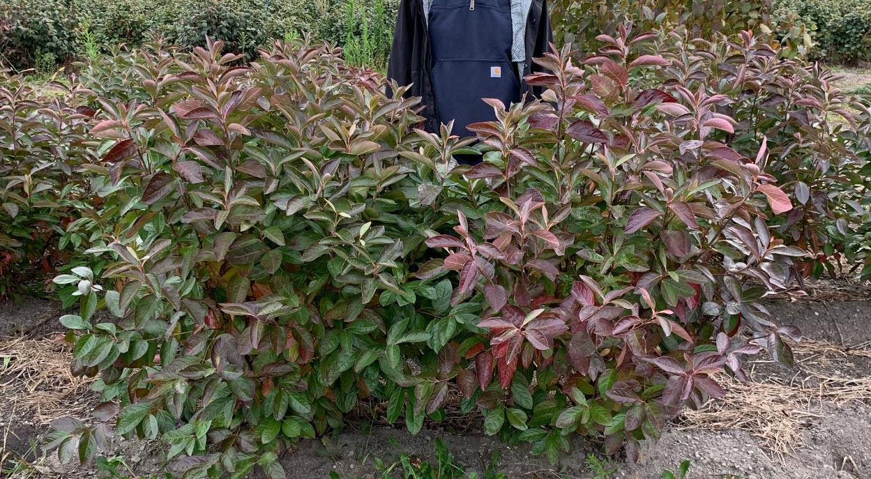 Viburnum Nudum 'winterthur' - View 28 from www redcrocus com