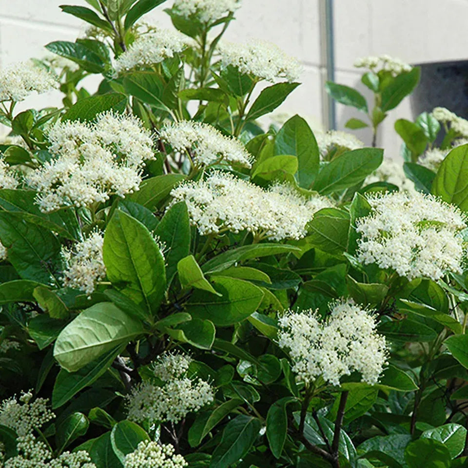 Viburnum Nudum 'winterthur' - View 30 from www redcrocus com