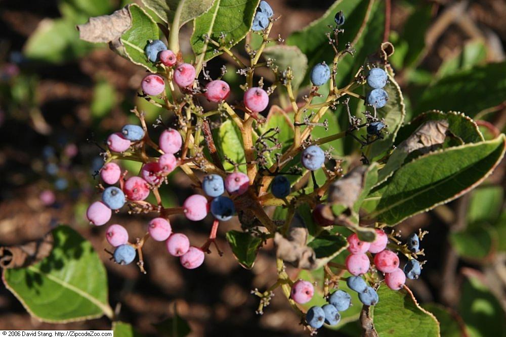 Viburnum Nudum 'winterthur' - View 37 from www redcrocus com
