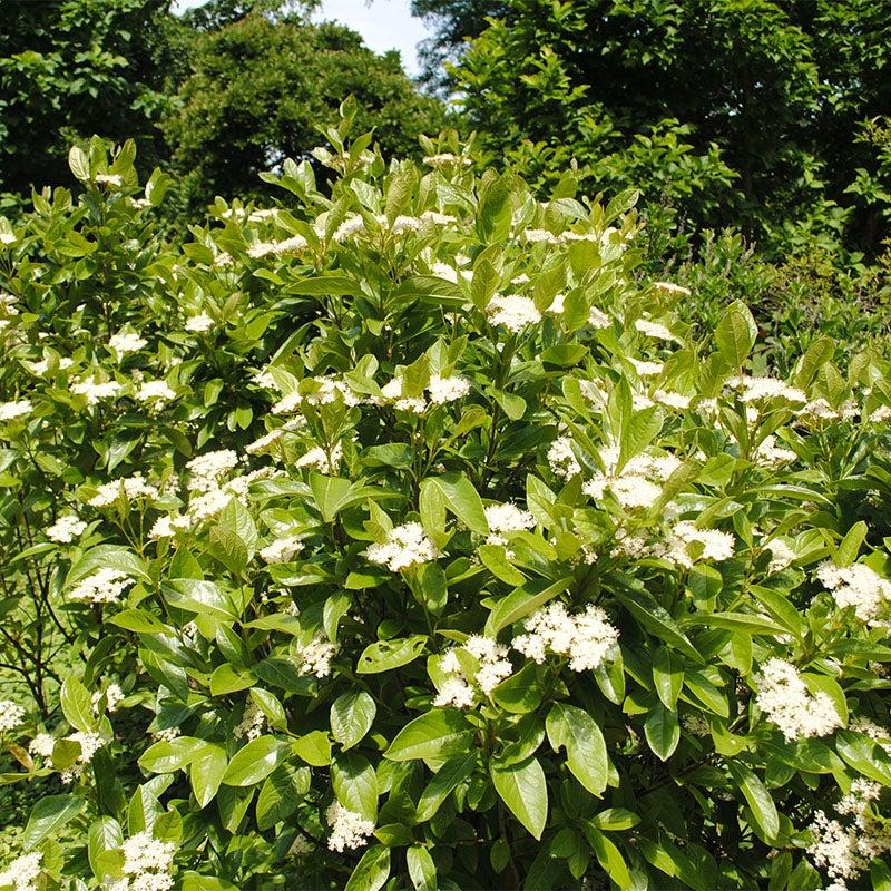 Viburnum Nudum 'winterthur' - View 6 from www redcrocus com