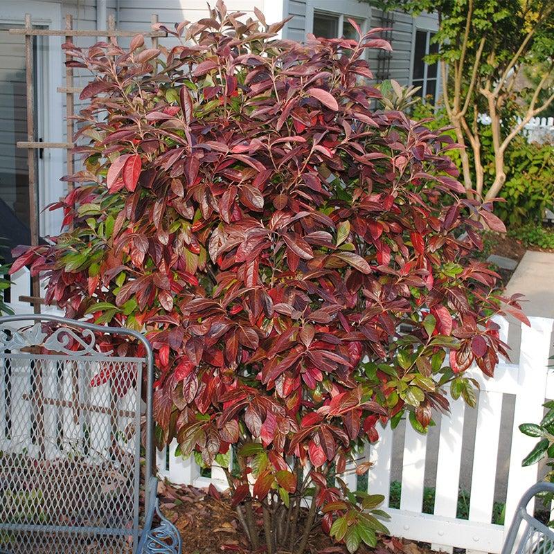 Viburnum Nudum 'winterthur' - View 7 from www redcrocus com