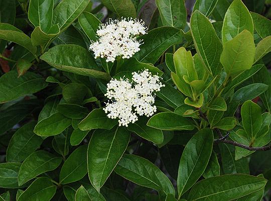 Viburnum Nudum 'winterthur' - View 9 from www redcrocus com