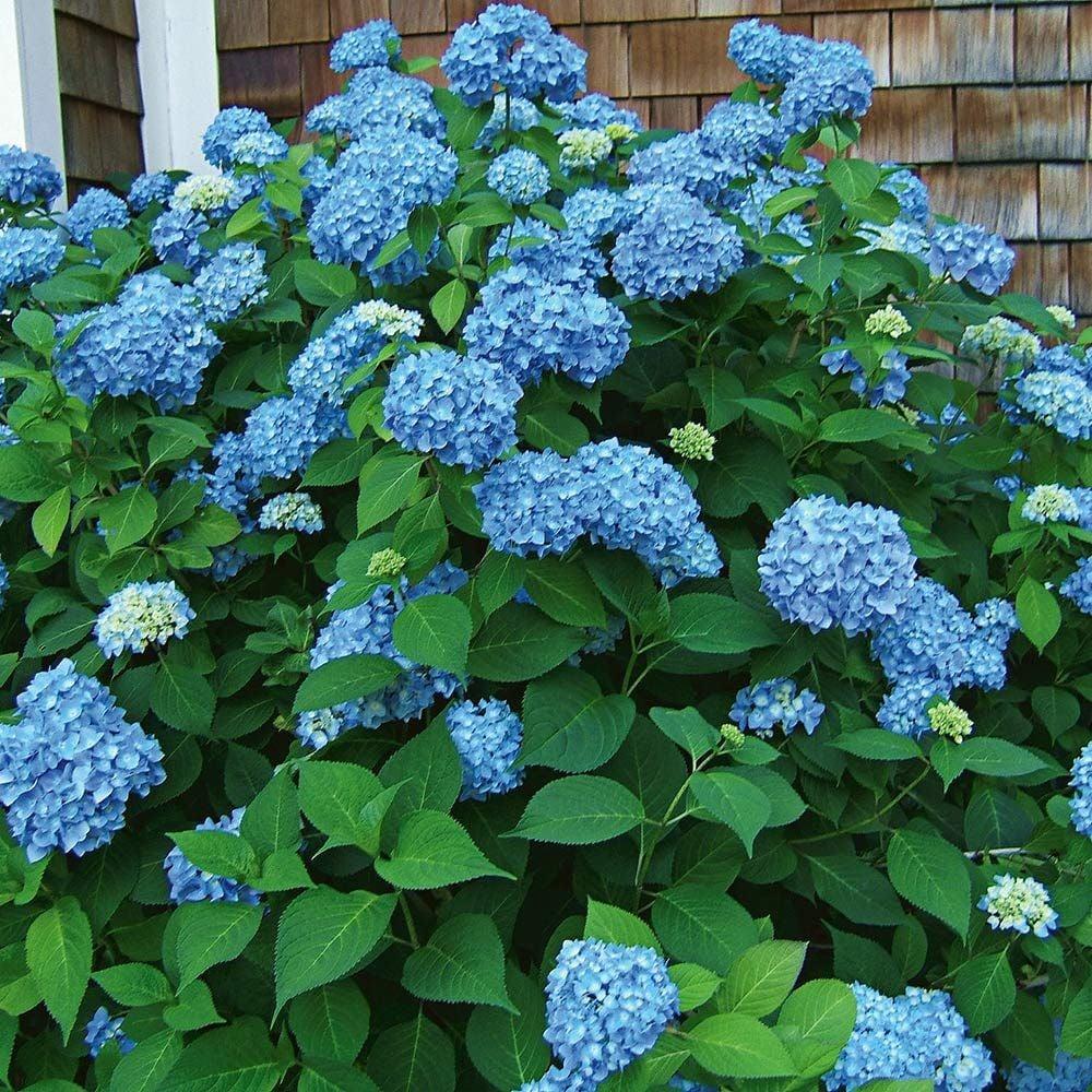 Hydrangea Macrophylla Endless Summer - View 10 from www redcrocus com