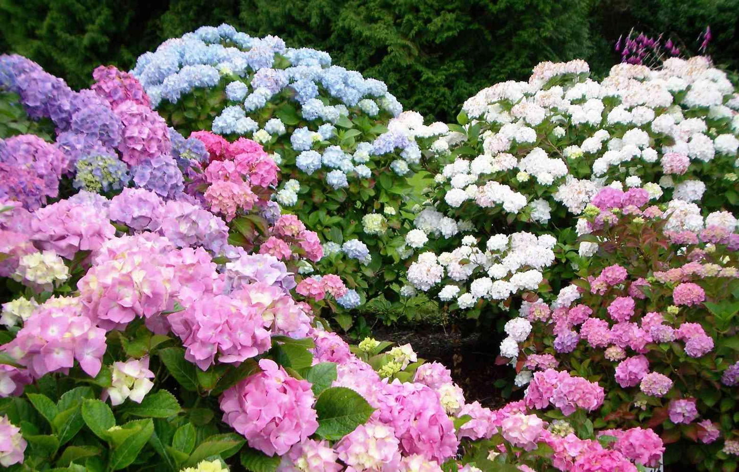 Hydrangea Macrophylla Endless Summer - View 11 from www redcrocus com