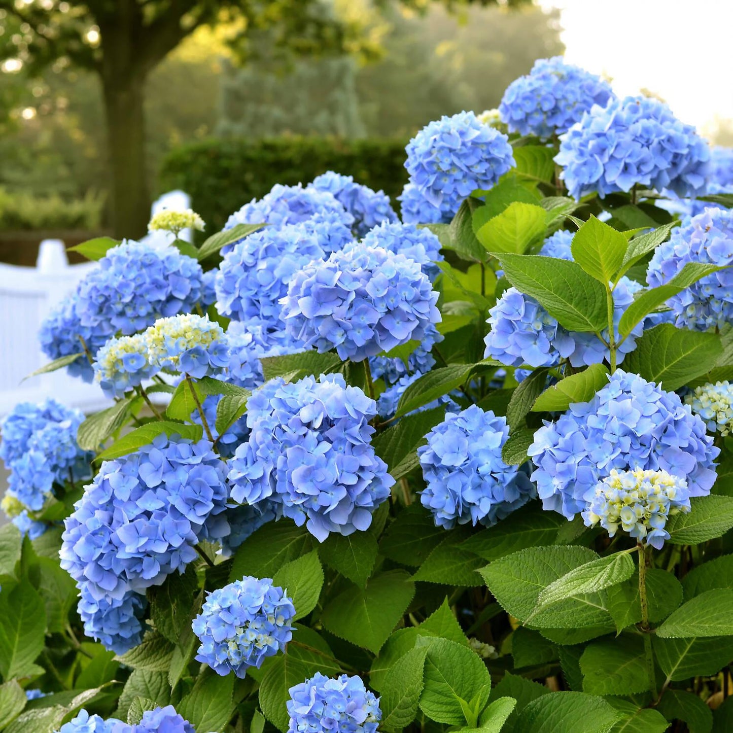 Hydrangea Macrophylla Endless Summer - View 12 from www redcrocus com