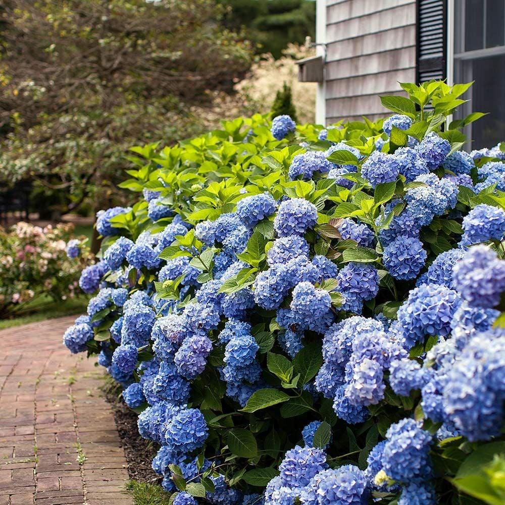 Hydrangea Macrophylla Endless Summer - View 13 from www redcrocus com