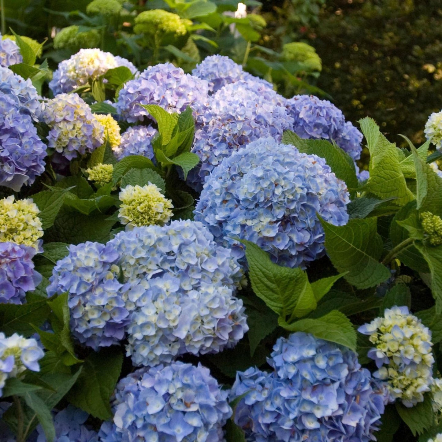 Hydrangea Macrophylla Endless Summer - View 14 from www redcrocus com