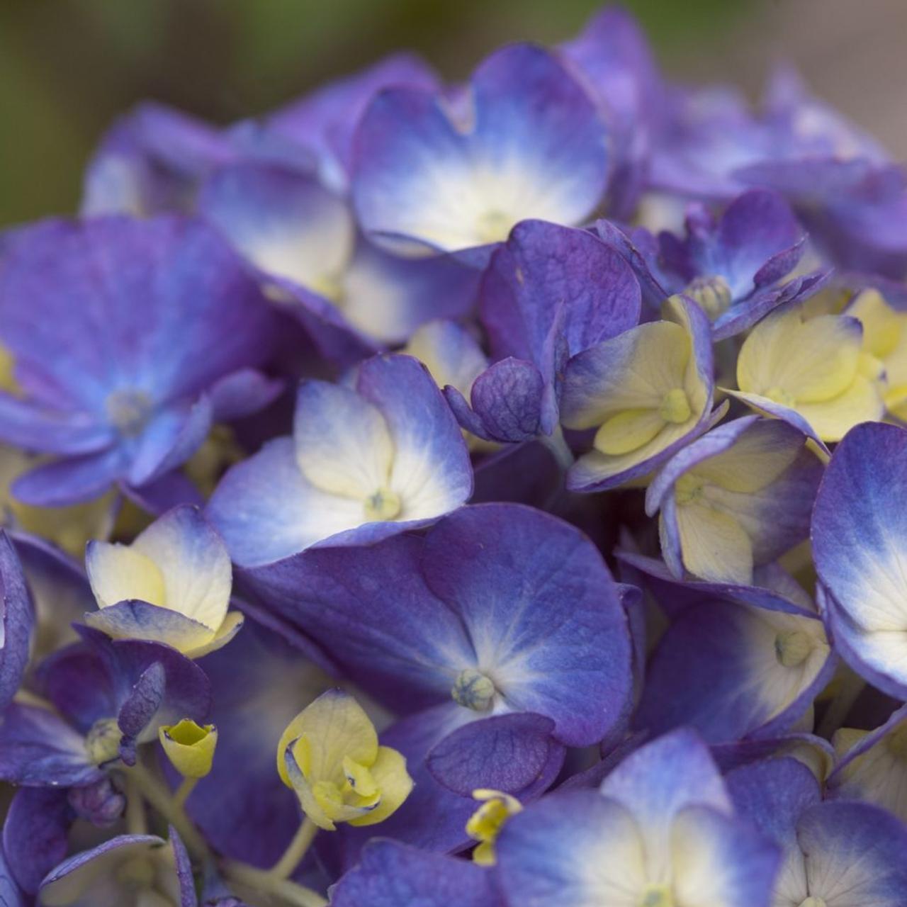 Hydrangea Macrophylla Endless Summer - View 16 from www redcrocus com