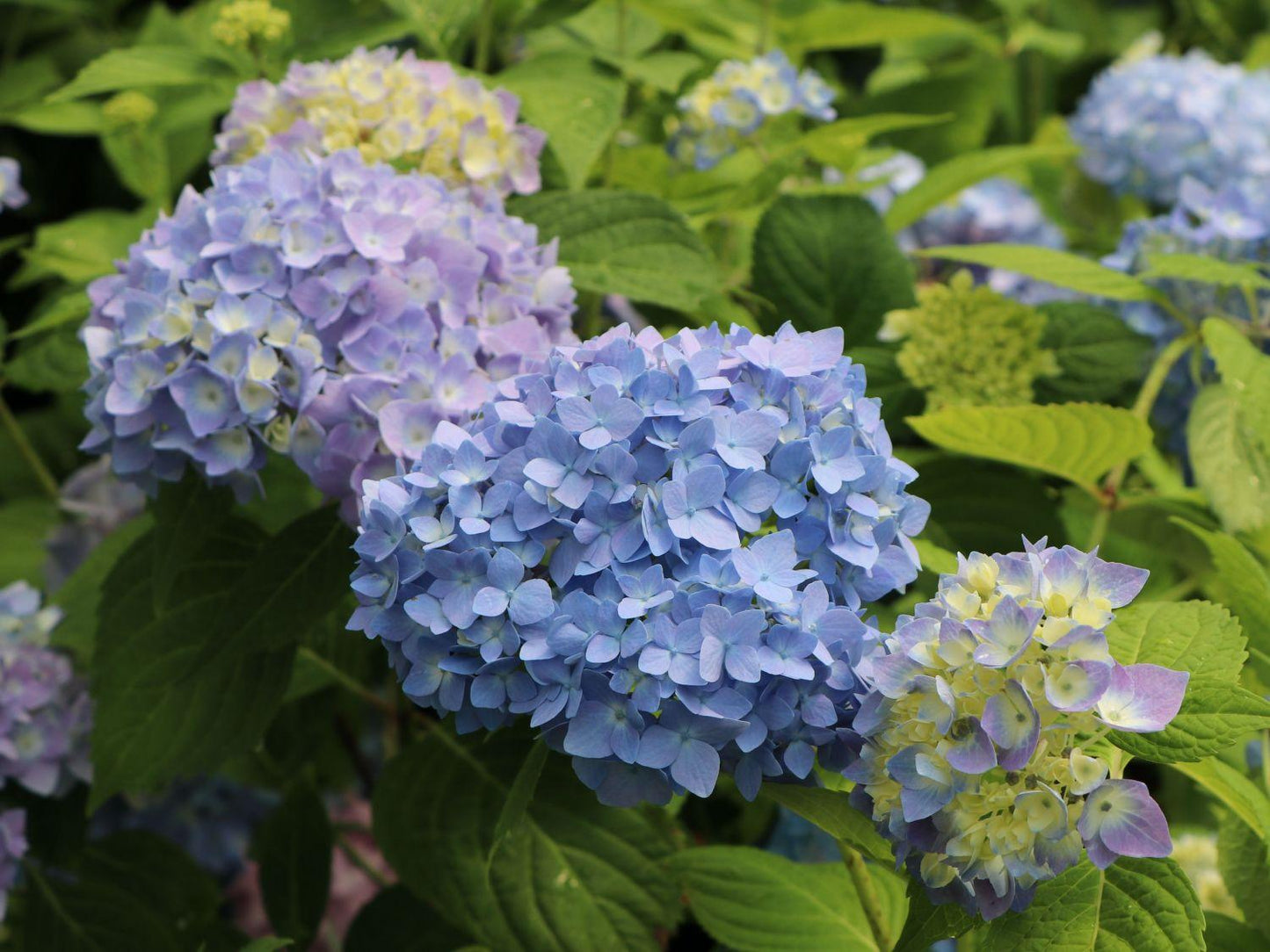 Hydrangea Macrophylla Endless Summer - View 19 from www redcrocus com