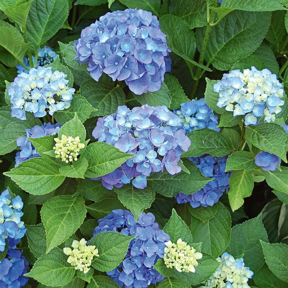 Hydrangea Macrophylla Endless Summer - View 2 from www redcrocus com