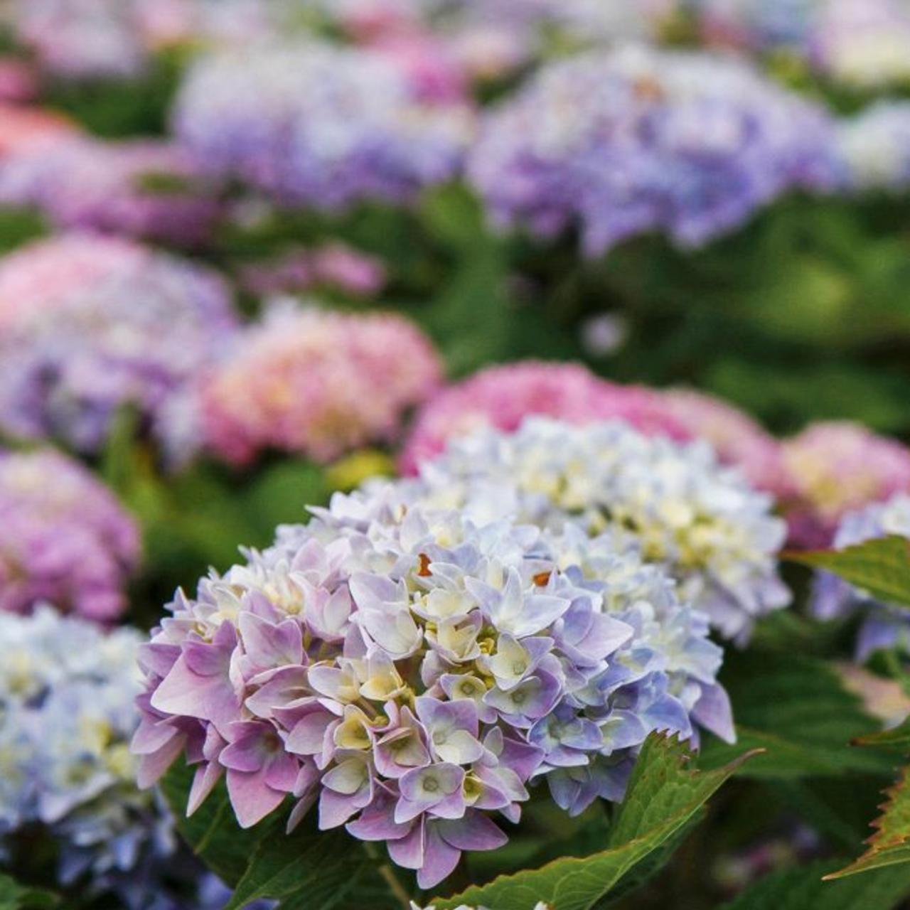 Hydrangea Macrophylla Endless Summer - View 3 from www redcrocus com