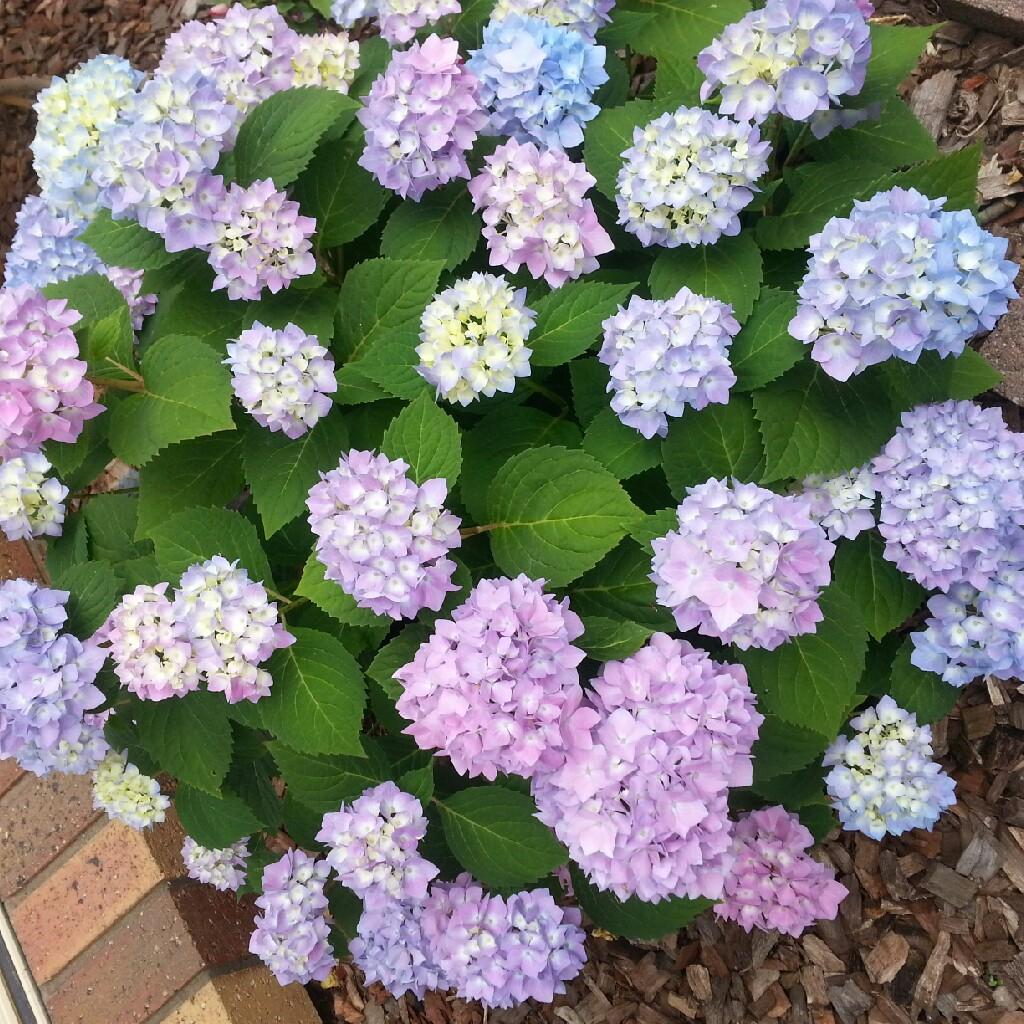 Hydrangea Macrophylla Endless Summer - View 4 from www redcrocus com