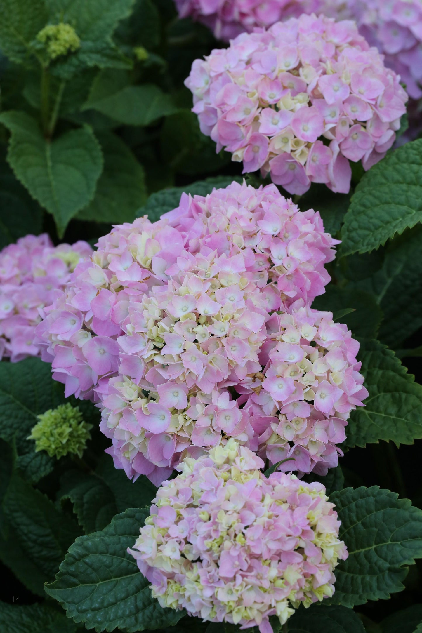 Hydrangea Macrophylla Endless Summer - View 5 from www redcrocus com