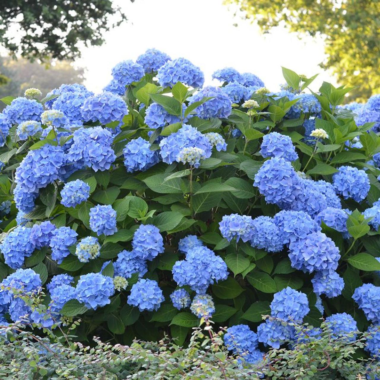 Hydrangea Macrophylla Endless Summer - View 6 from www redcrocus com