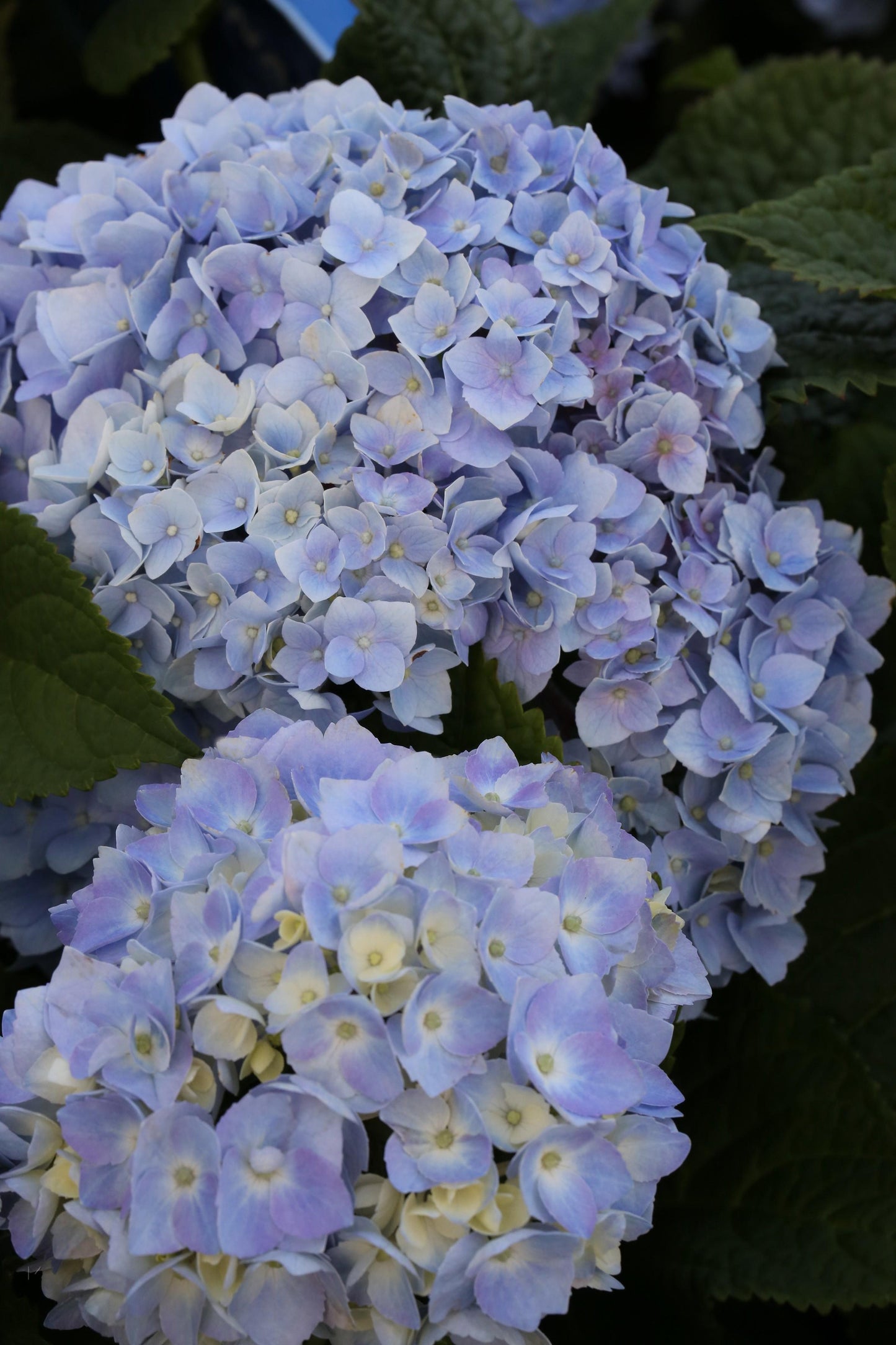 Hydrangea Macrophylla Endless Summer - View 7 from www redcrocus com