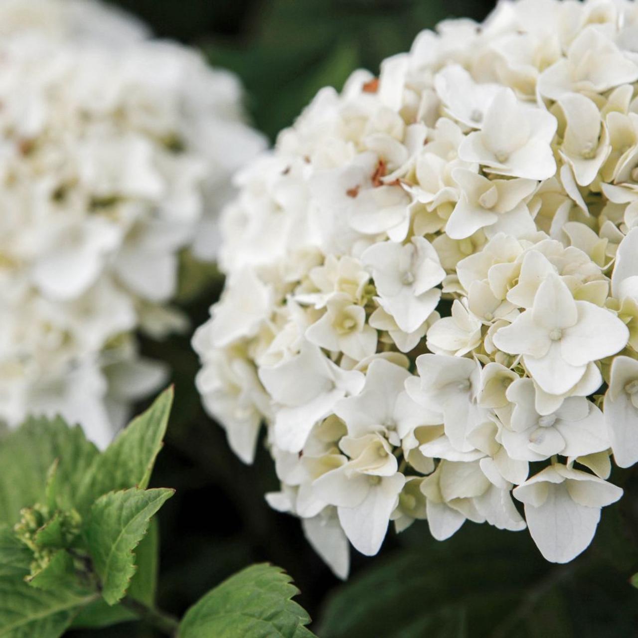 Hydrangea Macrophylla Endless Summer - View 8 from www redcrocus com