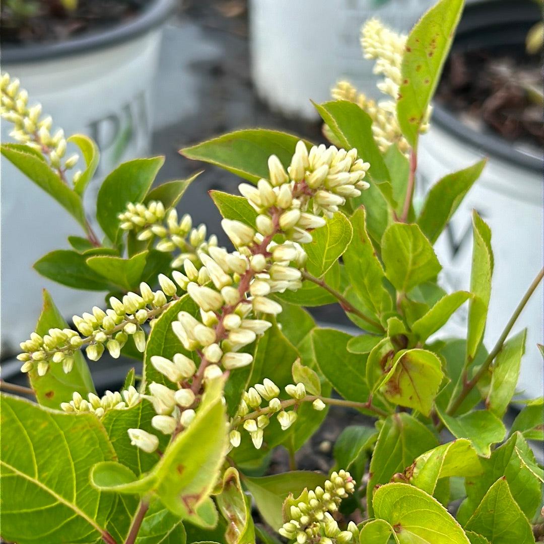 Itea Virginica Little Henry - View 15 from www redcrocus com