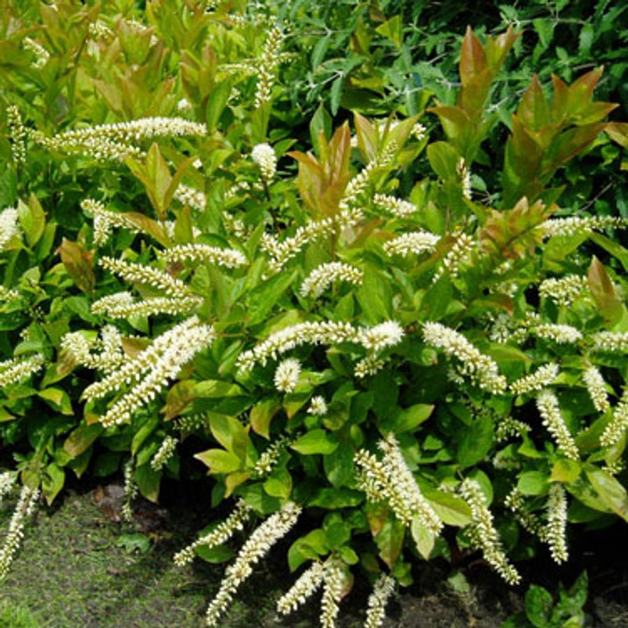 Itea Virginica Little Henry - View 16 from www redcrocus com
