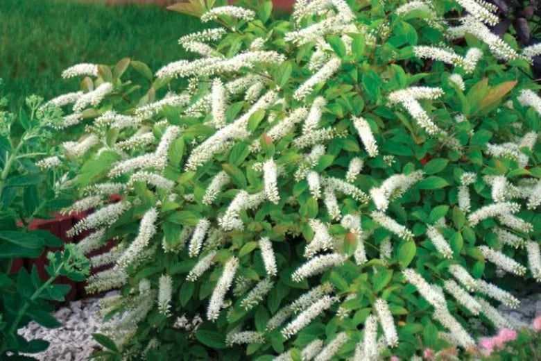 Itea Virginica Little Henry - View 3 from www redcrocus com