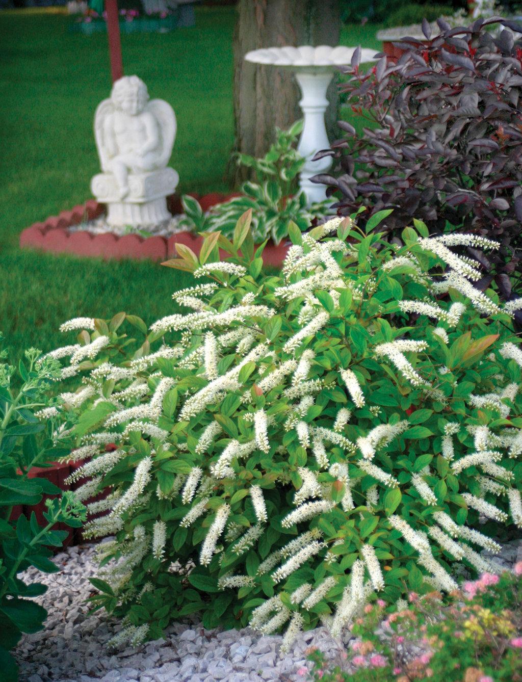 Itea Virginica Little Henry - View 5 from www redcrocus com