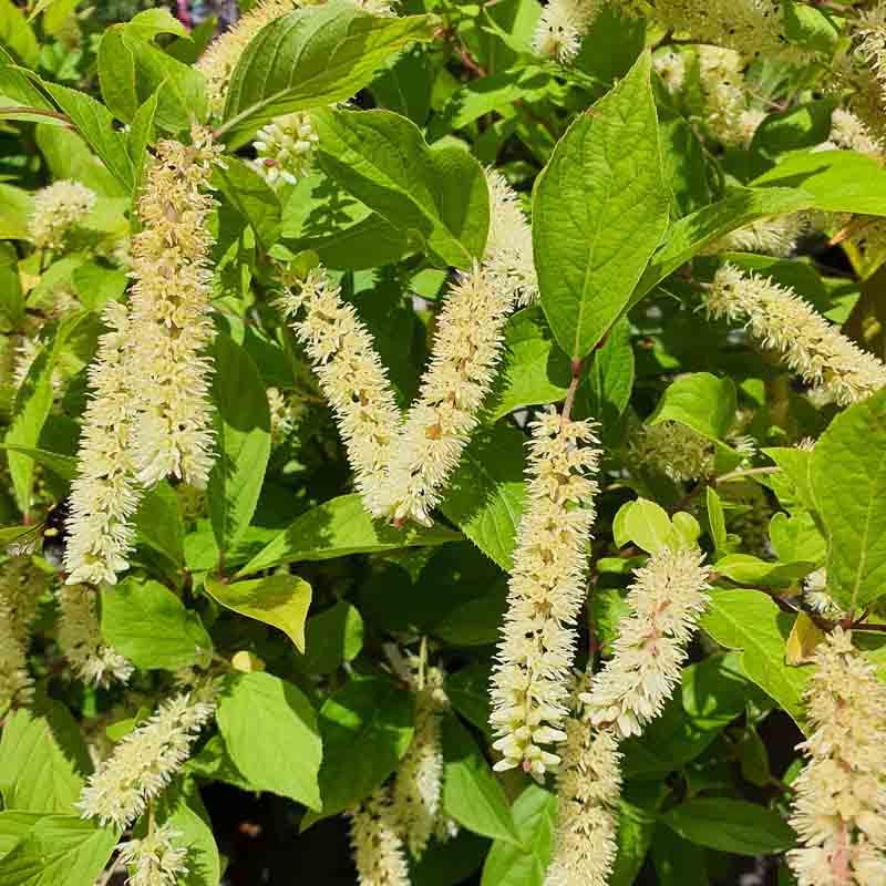 Itea Virginica Little Henry - View 9 from www redcrocus com