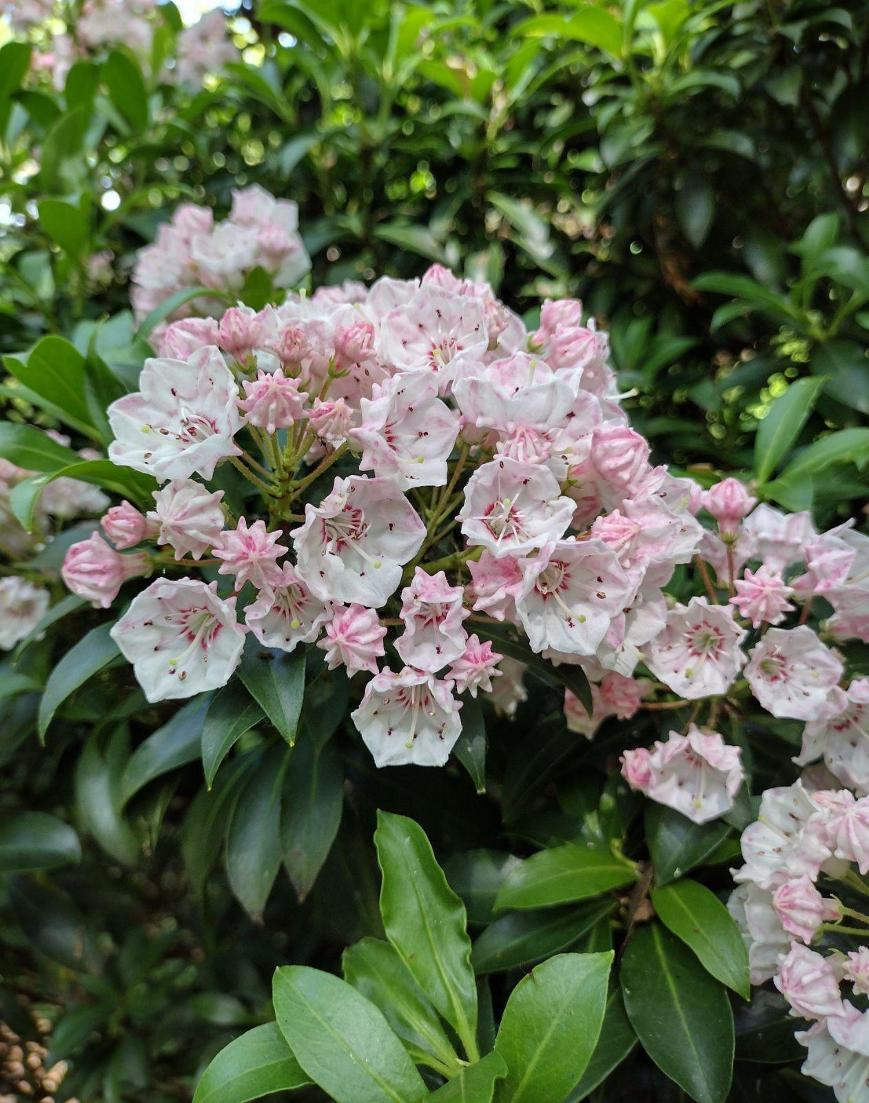 Kalmia Latifolia - View 14 from www redcrocus com