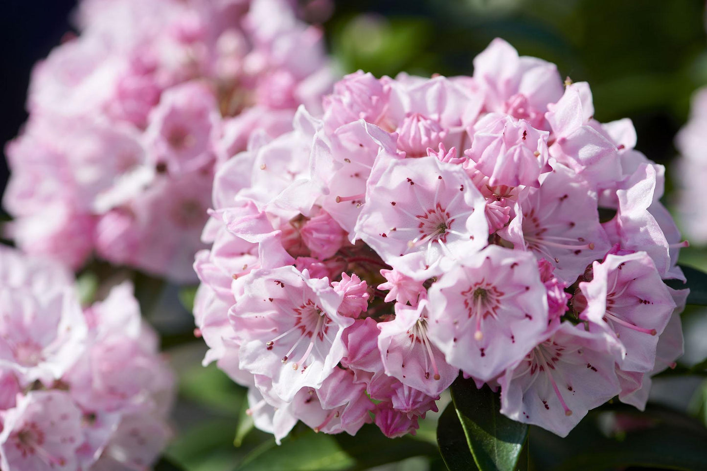 Kalmia Latifolia - View 15 from www redcrocus com