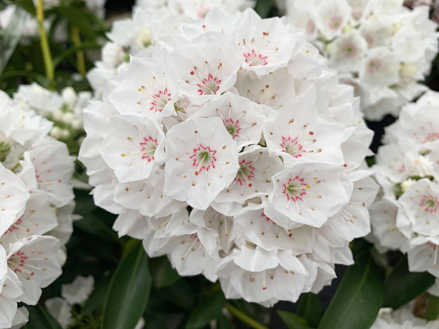 Kalmia Latifolia - View 16 from www redcrocus com