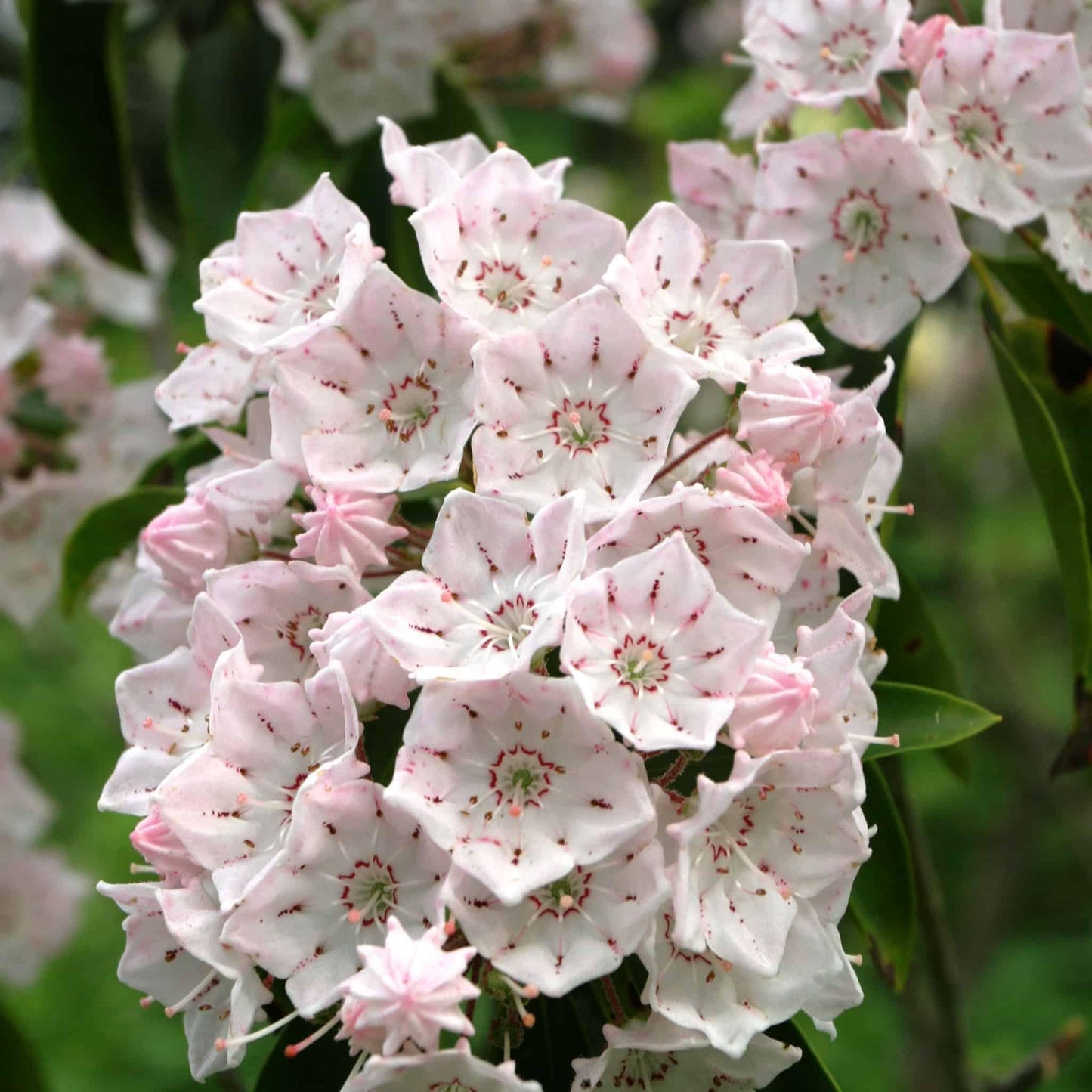 Kalmia Latifolia - View 17 from www redcrocus com