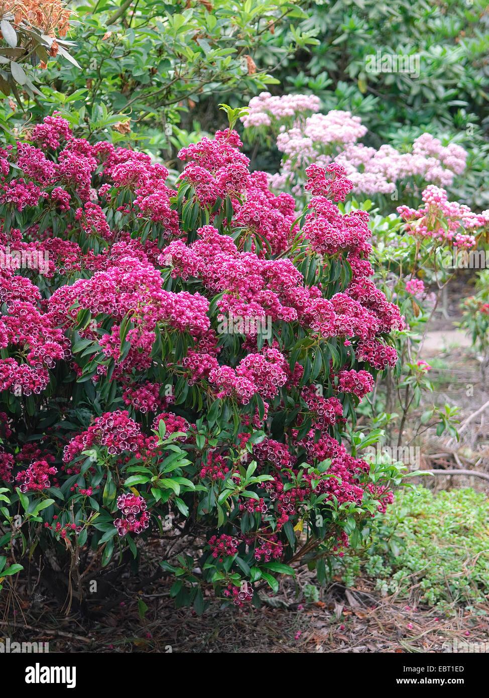Kalmia Latifolia - View 19 from www redcrocus com