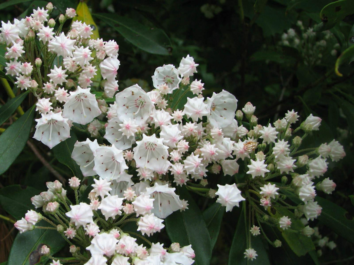 Kalmia Latifolia - View 1 from www redcrocus com