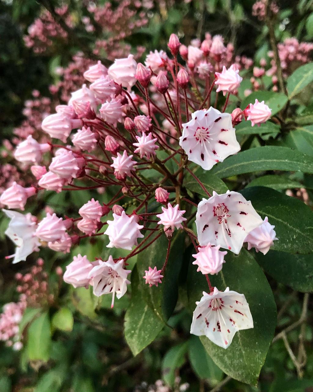 Kalmia Latifolia - View 2 from www redcrocus com