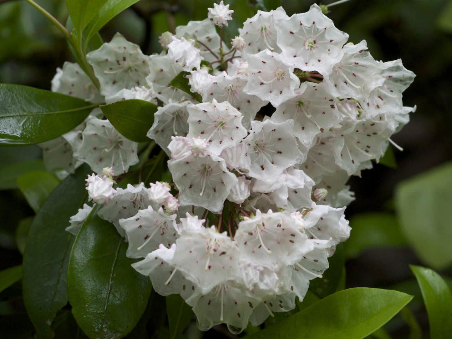 Kalmia Latifolia - View 4 from www redcrocus com