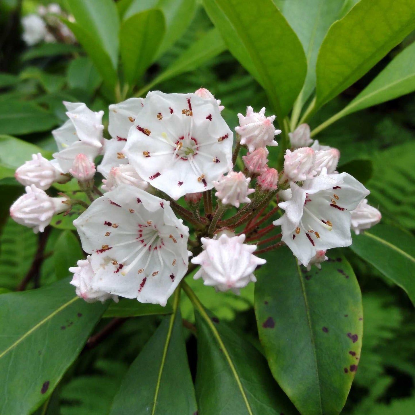 Kalmia Latifolia - View 6 from www redcrocus com