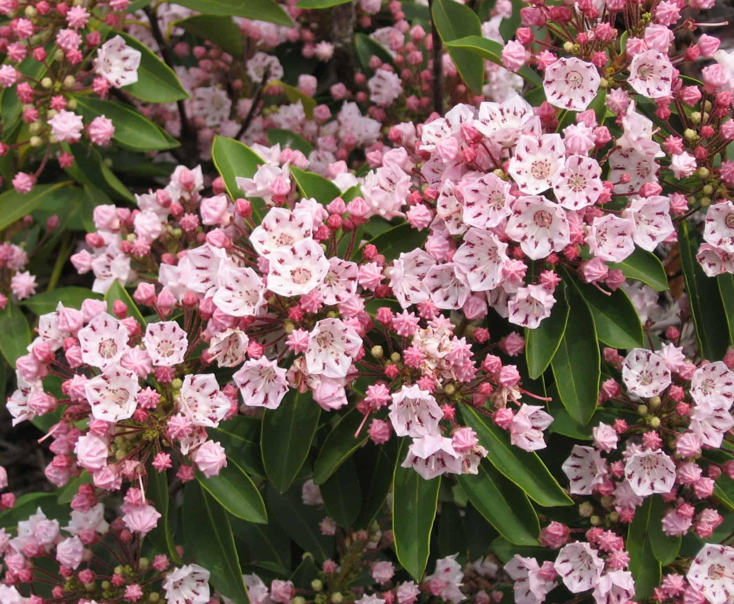 Kalmia Latifolia - View 8 from www redcrocus com