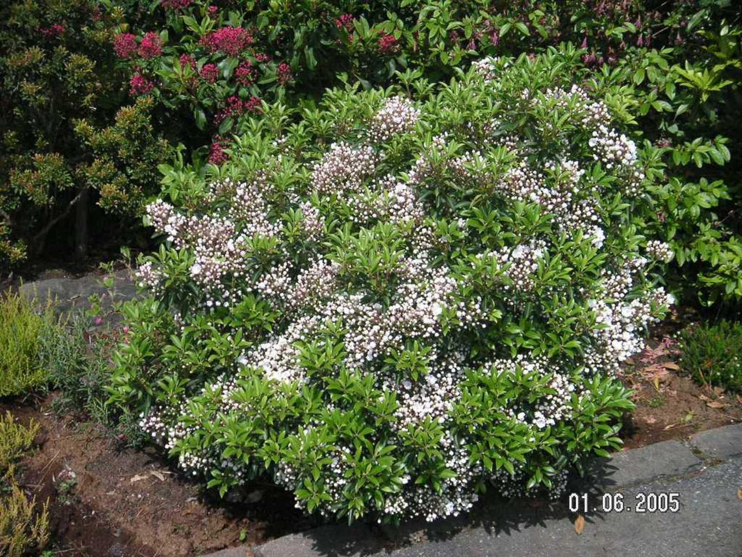 Kalmia Latifolia - View 9 from www redcrocus com