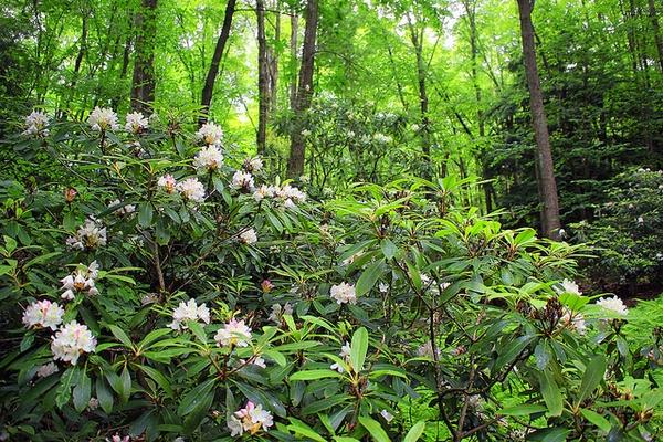Rhododendron Maximum - View 12 from www redcrocus com