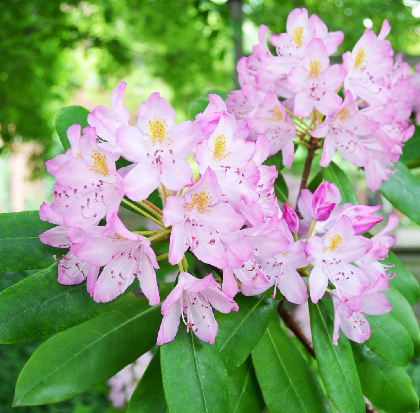 Rhododendron Maximum - View 14 from www redcrocus com