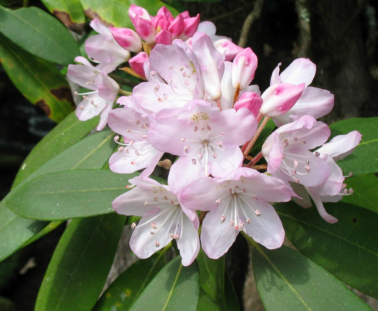 Rhododendron Maximum - View 16 from www redcrocus com