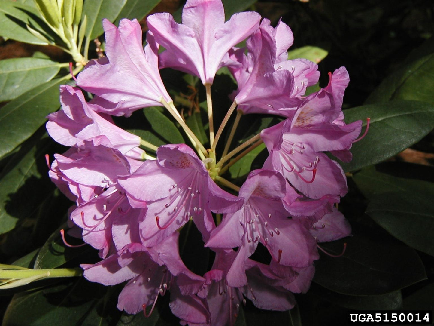 Rhododendron Maximum - View 18 from www redcrocus com