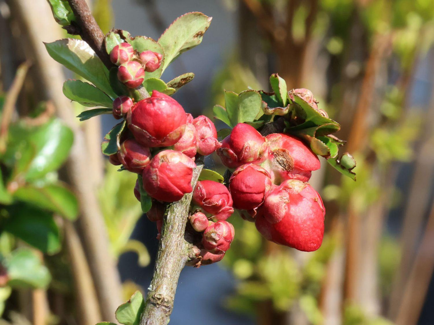 Chaenomeles Speciosa Double Take Scarlet - View 10 from www redcrocus com