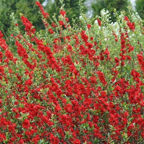 Chaenomeles Speciosa Double Take Scarlet - View 11 from www redcrocus com