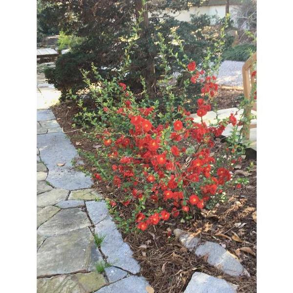 Chaenomeles Speciosa Double Take Scarlet - View 14 from www redcrocus com