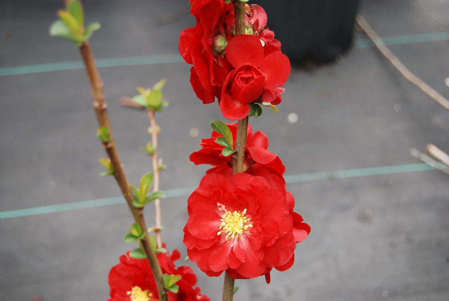Chaenomeles Speciosa Double Take Scarlet - View 15 from www redcrocus com