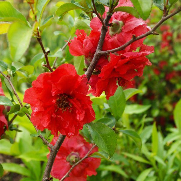 Chaenomeles Speciosa Double Take Scarlet - View 16 from www redcrocus com
