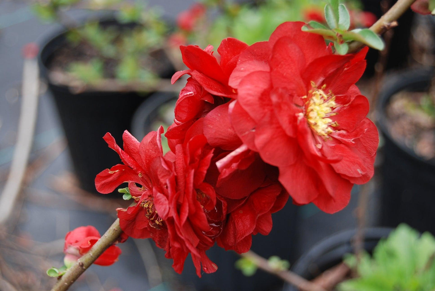 Chaenomeles Speciosa Double Take Scarlet - View 17 from www redcrocus com