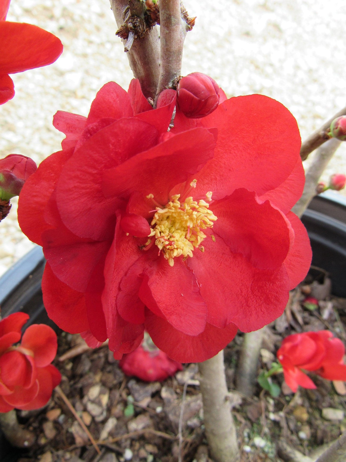 Chaenomeles Speciosa Double Take Scarlet - View 19 from www redcrocus com